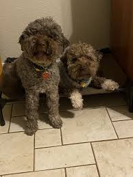 The puppies will be here shortly, bookmark this page and check back soon! Shivaree Lagotto Romagnolo Home Facebook