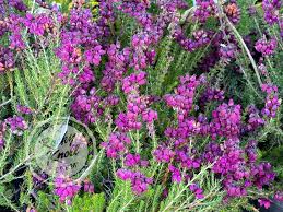 Image result for Erica wildii