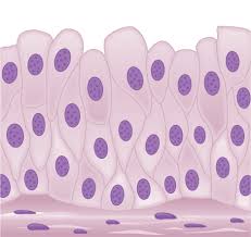 Maybe you would like to learn more about one of these? Animal Primary Tissues Biology For Majors Ii