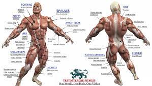 Bodybuilding Full Human Muscular Anatomy Chart Muscle Anatomy Human Muscular System Muscular System Labeled
