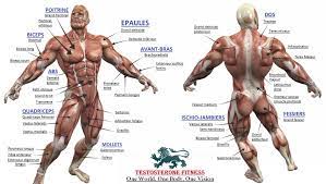 Lower body muscles are significantly bigger than upper body muscle and need to be worked accordingly. Bodybuilding Full Human Muscular Anatomy Chart Muscle Anatomy Human Muscular System Muscular System
