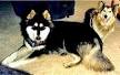 Mackenzie River Husky Information & Dog Breed Facts ...