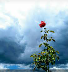 Its A Unique Original Picture Clicked By Phone Beautiful Nature Nature Pictures