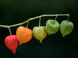 It's an unusual hibiscus as its form is more akin to a weeping tree than a shrub. Chinese Lantern Information How To Care For A Chinese Lantern