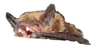 Most bats fly after sunset so it's difficult to see them. Yikes There S Noises In My Attic Scratching Squeaking Running Sounds