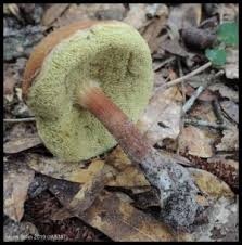 Image result for Boletus projectelloides