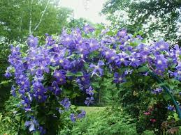 Jasminum x stephanense is a delightful climber with mid green pinnate leaves borne on vigorous the flowering is brief and so it is best planted alongside other climbers such as clematis, climbing. Clematis Perle D Azur