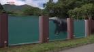 Video elephant qui nage