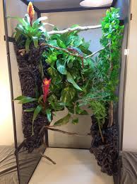 Monstera, ficus, swiss cheese plants and umbrella plants are cheap and non toxic to chameleons. Chameleon Cage Plants Chameleon Academy