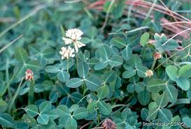 Image result for Trifolium masaiense