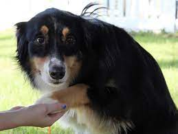 Adopt Duke On Petfinder Australian Shepherd Dogs Humane Society Dogs