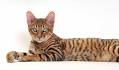Toyger Kittens Champion Bloodline | Designer Stripes Toygers
