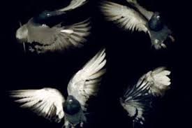 How to breed race win and make money download pdf ceo karnataka voter list 2021 voter id card download pdf don t you deserve to be a winner too from. The Bull System Made Easy Winning Pigeon Racing And Racing Pigeons Strategies Pigeon Insider