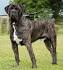 Bullmastiff Dog Breed Information