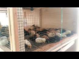 Contoh Kandang Ideal Untuk Anak Ayam Kampung Youtube Ayam Anak Kandang