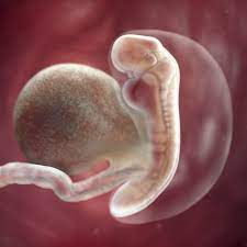 5 Weeks Pregnant Symptoms Cramping More Babycenter