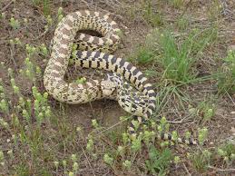 This is the bullsnake which is a close relative to the sonoran gopher snake of. Gophersnake Pituophis Catenifer Idaho Fish And Game