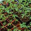 Meine tomaten machen sich (soweit ich das beurteilen kann) sehr gute, ich merke nur immer wenn ich sie um den spiralstab wickle, dass sie sehr kraus und verdreht oben wachsen. 1