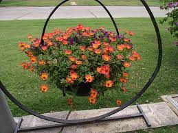 This was my first time growing purslane, growing purslane in a pla. Purslane In Cast Iron Bean Pot I M Glad I Planted Purslane Orange Flower Flower Pot Garden Flower Planters Flower Pots