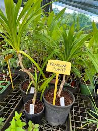Image result for Pandanus odoratissimus