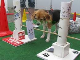 Dabei ist die hundehütte für mittelgroße. Hundespiel Selber Machen Multifunktionaler Leckerliturm Von Merlesfrauchen Hunde Spiele Hunde Intelligenzspiele Hundespiele