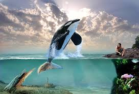 Check spelling or type a new query. Hd Wallpaper 3d Art Creative Dolphin Fantasy Ocean Orca Whale Wallpaper Flare