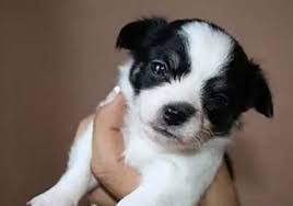 Mar 12, 2021 · jett, yorkiepoo puppy for sale from honey brook, pa. Man Living In Romania Charged In Pittsburgh With Puppy Fraud Scheme Pittsburgh Post Gazette