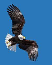 Birds That Look Like Eagles In Florida Pin By Re Max Flagstaff On Feathered Raptors Bald Eagle Eagle Rare Birds