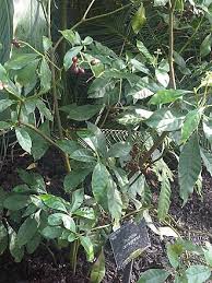 Image result for Psychotria eminiana