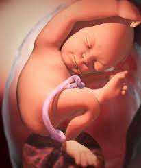 Your Baby Week 35