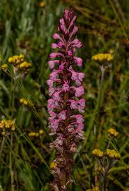 Image result for Satyrium crassicaule