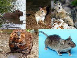 They have been bred by humans for a long time, and were the first animals ever to be domesticated. Rodent Wikipedia