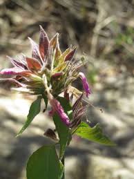 Image result for Dicliptera clinopodia