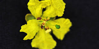 Image result for Peltophorum africanum