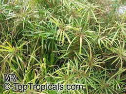 Image result for Cyperus sp.no.7