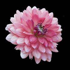 Pink And White Dahlia By Russ Martin Color Photograph Artful Home In 2021 White Dahlias Dahlia Flower Tattoos Delilah Flower