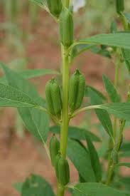 Image result for Sesamum