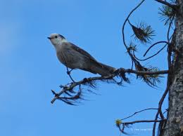 Check spelling or type a new query. Canada S National Bird Lake Country Museum Archives