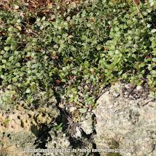 Image result for Crossopetalum
