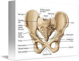 Pelvic girdle, os coxa, coaxial bone, hip bone. Anatomy Of Human Pelvic Bone By Stocktrek Images