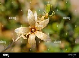 Image result for Wahlenbergia krebsii