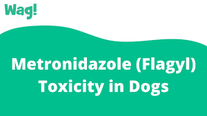 Diarrhea can lead to dehydration and malnutrition in cancer diarrhea and cancer treatment. Metronidazole Flagyl Toxicity In Dogs Symptoms Causes Diagnosis Treatment Recovery Management Cost