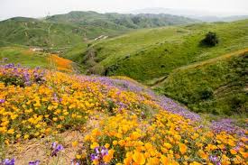 Driving distance from maine, wi to chino hills, ca is 0 miles (0 km). Where To See Wildflowers In Chino Hills State Park California Through My Lens