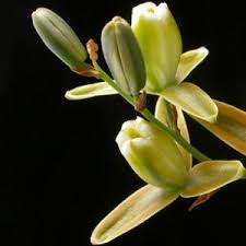 Image result for Grewia glandulosa