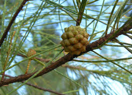 Image result for Casuarina junghuhniana
