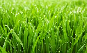 Nach dem kalken kann es jedoch ruhig einen kräftigen regenschauer geben. Den Rasen Kalken 2021 Alle Infos Auf Gartenzeile De