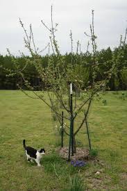 Online orchards dwarf comice pear tree bare root (79) model# ftpr002. What Does Dwarf Fruit Tree Mean Home Garden Joy
