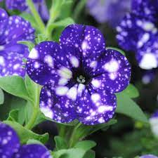 Petunia Night Sky Annual Plants Thompson Morgan Petunia Flower Petunia Plant Galaxy Flowers