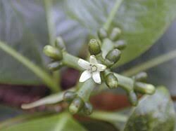 Image result for Psychotria bugoyensis