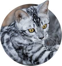 Look at pictures of bengal kittens who need a home. Snow Lynx Bengal Cat For Sale